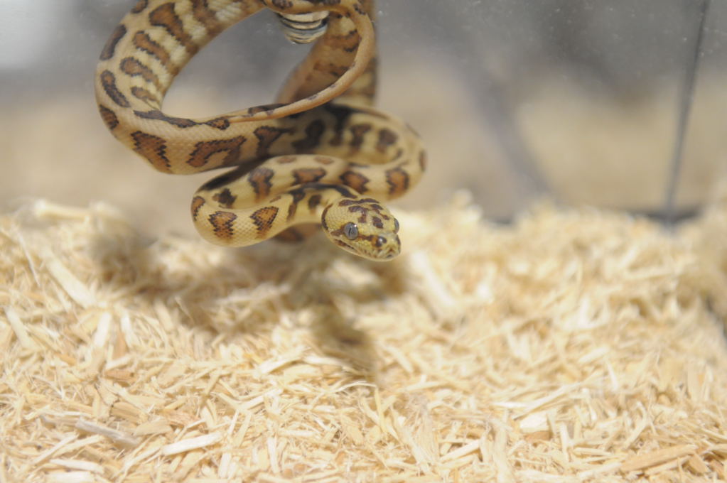 Kerry King's pythons at the Reptile Super Show
