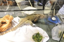 IRCF Booth at Reptile Super Show Jan 9-10, 2010 Los Angeles County Fairplex
