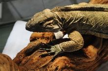 IRCF Booth at Reptile Super Show Jan 9-10, 2010 Los Angeles County Fairplex