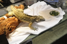 IRCF Booth at Reptile Super Show Jan 9-10, 2010 Los Angeles County Fairplex