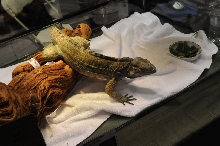 IRCF Booth at Reptile Super Show Jan 9-10, 2010 Los Angeles County Fairplex