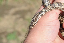 Lampropeltis calligaster, Prairie Kingsnake, Williamson County Texas - coll