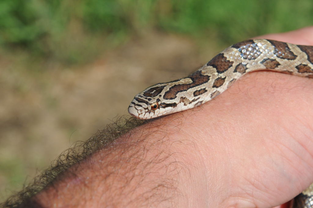 Lampropeltis calligaster, Prairie Kingsnake, Williamson County Texas - coll