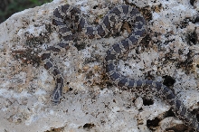 Lampropeltis calligaster, Prairie Kingsnake, Williamson County Texas - coll