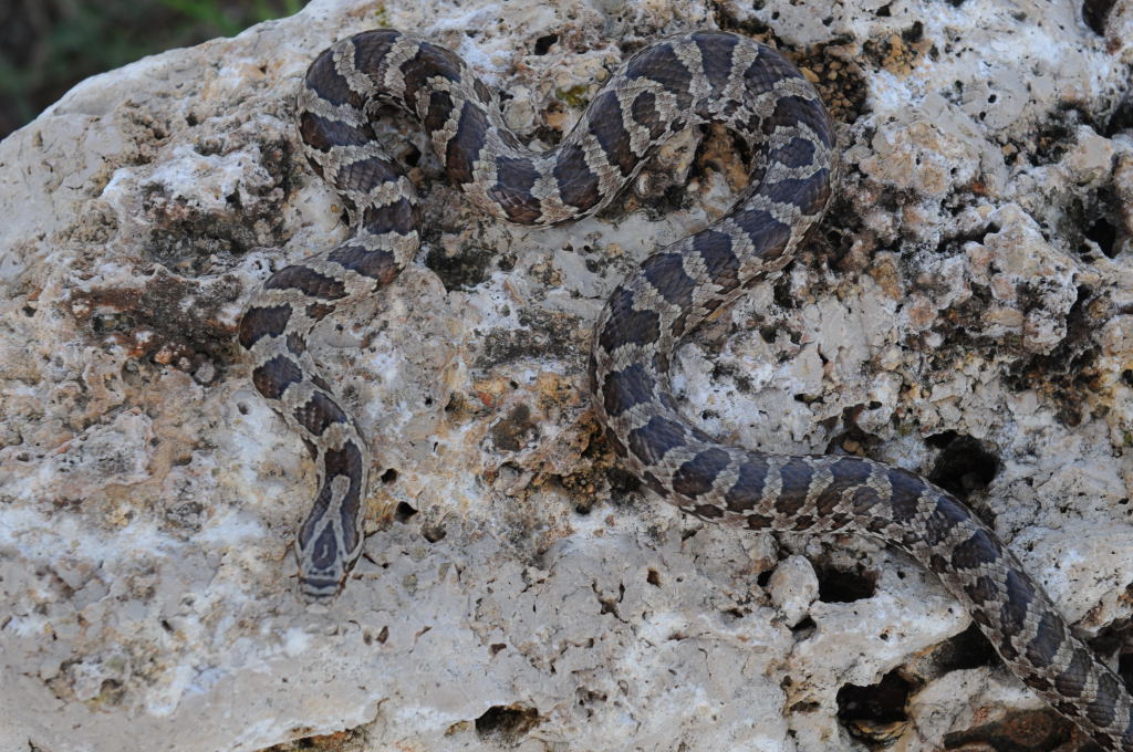 Lampropeltis calligaster, Prairie Kingsnake, Williamson County Texas - coll