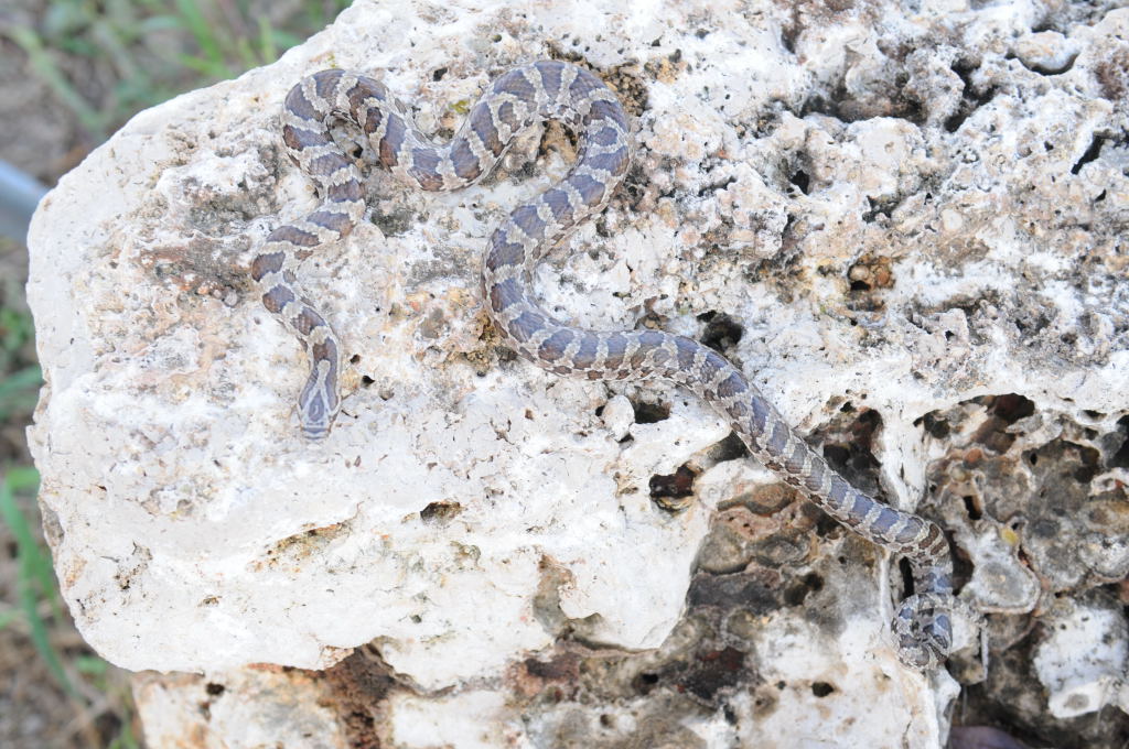 Lampropeltis calligaster, Prairie Kingsnake, Williamson County Texas - coll