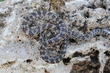 Lampropeltis calligaster, Prairie Kingsnake, Williamson County Texas - coll