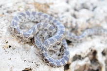Lampropeltis calligaster, Prairie Kingsnake, Williamson County Texas - coll