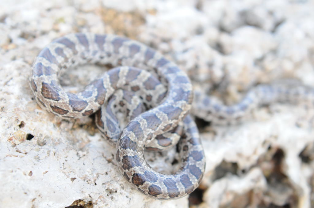 Lampropeltis calligaster, Prairie Kingsnake, Williamson County Texas - coll