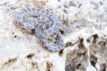 Lampropeltis calligaster, Prairie Kingsnake, Williamson County Texas - coll