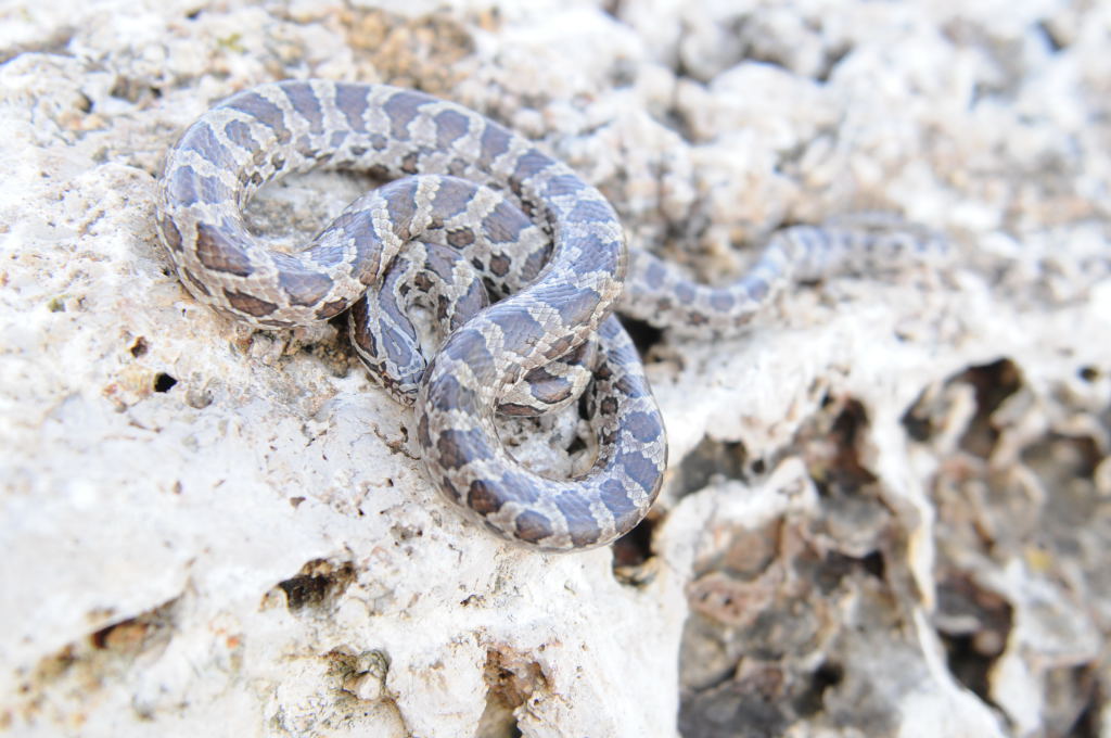 Lampropeltis calligaster, Prairie Kingsnake, Williamson County Texas - coll