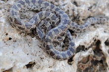 Lampropeltis calligaster, Prairie Kingsnake, Williamson County Texas - coll