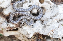 Lampropeltis calligaster, Prairie Kingsnake, Williamson County Texas - coll