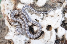 Lampropeltis calligaster, Prairie Kingsnake, Williamson County Texas - coll