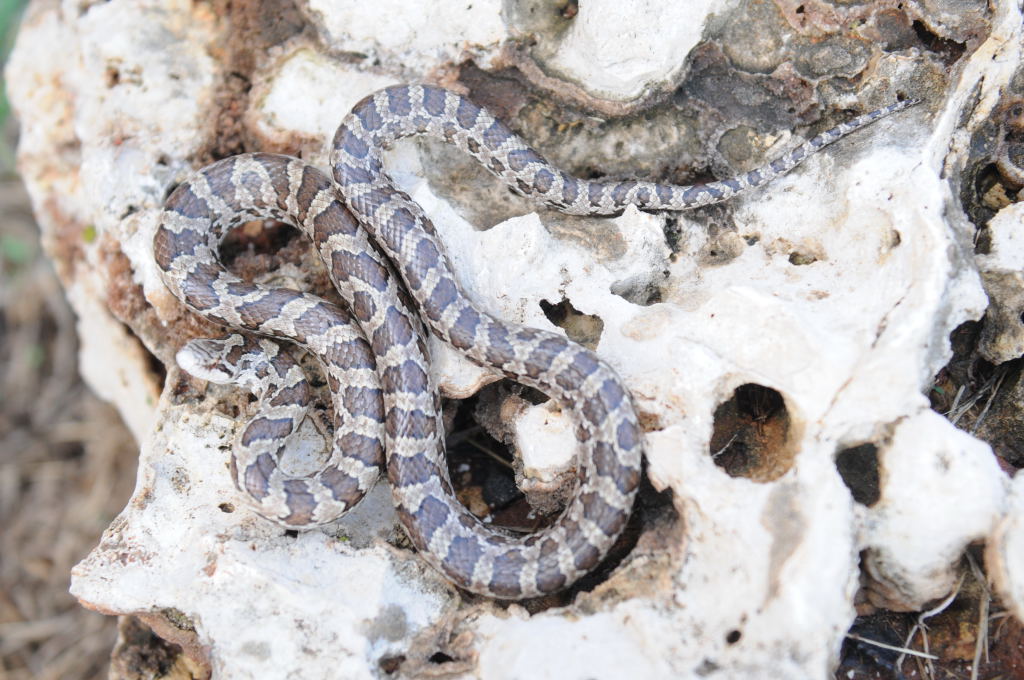 Lampropeltis calligaster, Prairie Kingsnake, Williamson County Texas - coll