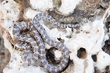 Lampropeltis calligaster, Prairie Kingsnake, Williamson County Texas - coll