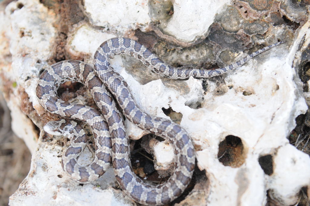 Lampropeltis calligaster, Prairie Kingsnake, Williamson County Texas - coll
