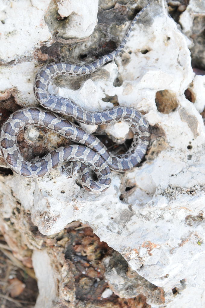 Lampropeltis calligaster, Prairie Kingsnake, Williamson County Texas - coll
