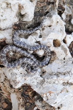 Lampropeltis calligaster, Prairie Kingsnake, Williamson County Texas - coll