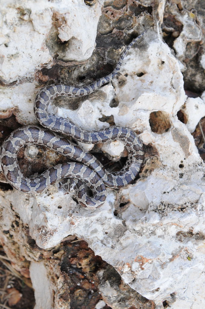 Lampropeltis calligaster, Prairie Kingsnake, Williamson County Texas - coll