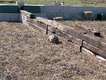 Sulcata Tortoises