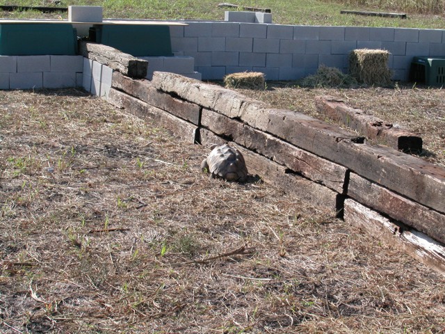 Sulcata Tortoises