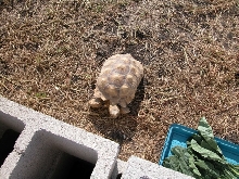 Sulcata Tortoises