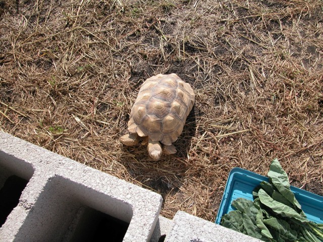 Sulcata Tortoises