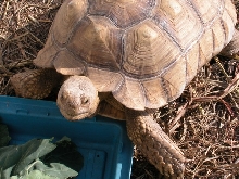 Sulcata Tortoises