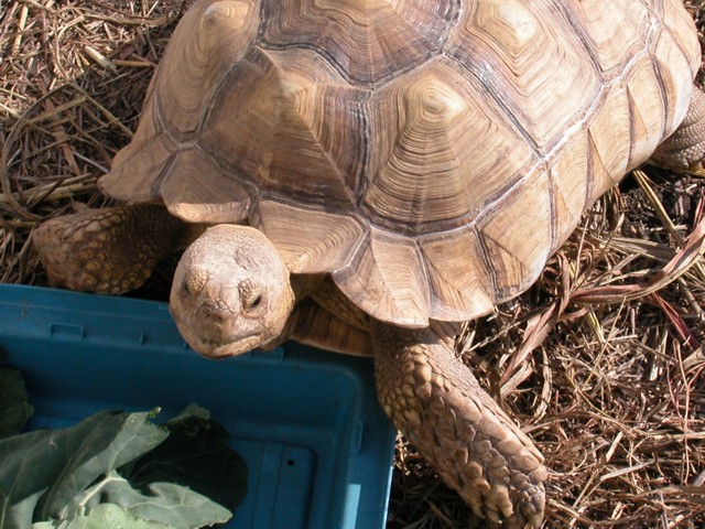 Sulcata Tortoises