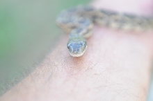 Texas rat snake (Elaphe obsoleta lindheimeri), Williamson County Texas - co
