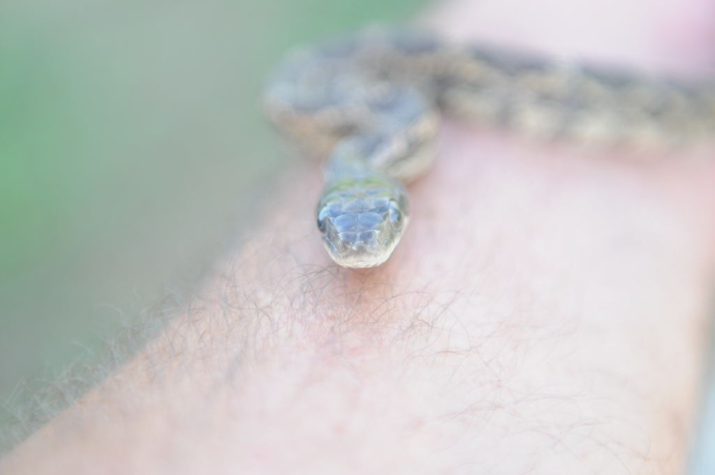 Texas rat snake (Elaphe obsoleta lindheimeri), Williamson County Texas - co
