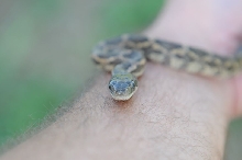 Texas rat snake (Elaphe obsoleta lindheimeri), Williamson County Texas - co