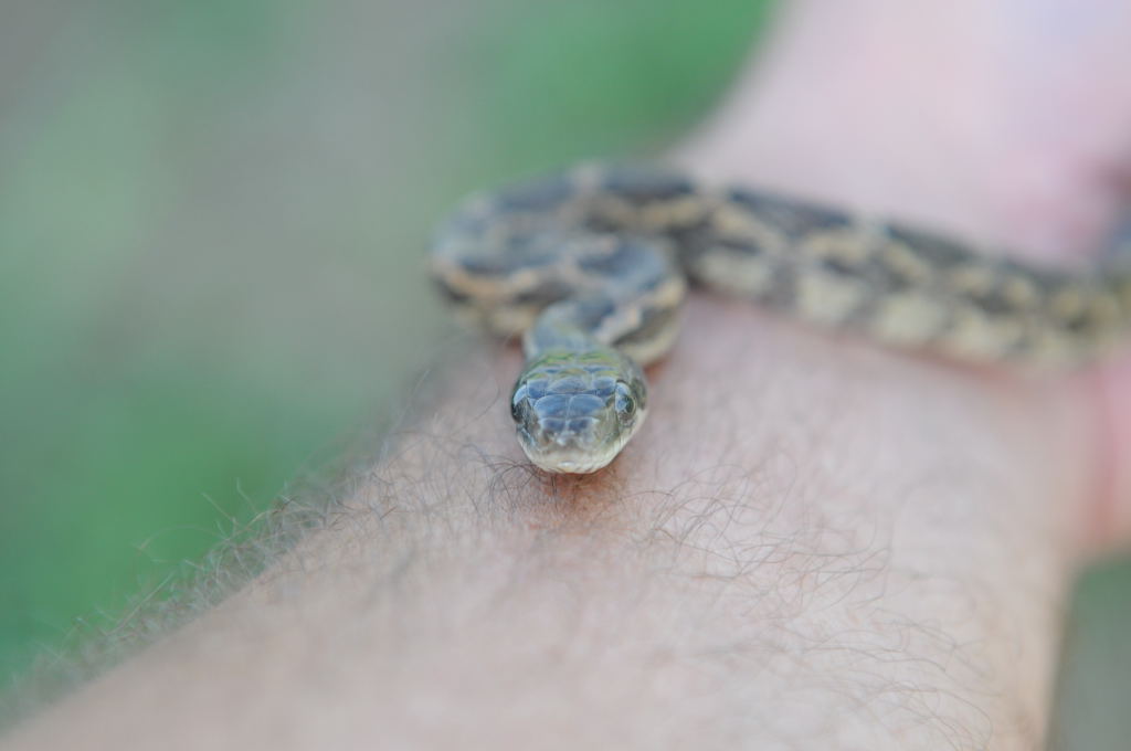 Texas rat snake (Elaphe obsoleta lindheimeri), Williamson County Texas - co