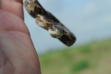 Texas rat snake (Elaphe obsoleta lindheimeri), Williamson County Texas - co