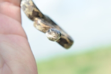 Texas rat snake (Elaphe obsoleta lindheimeri), Williamson County Texas - co