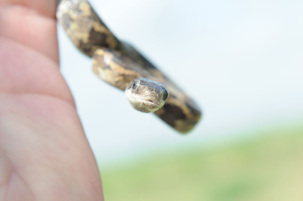 Texas rat snake (Elaphe obsoleta lindheimeri), Williamson County Texas - co