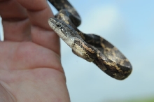 Texas rat snake (Elaphe obsoleta lindheimeri), Williamson County Texas - co