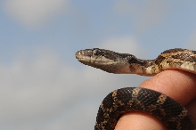 Texas rat snake (Elaphe obsoleta lindheimeri), Williamson County Texas - co