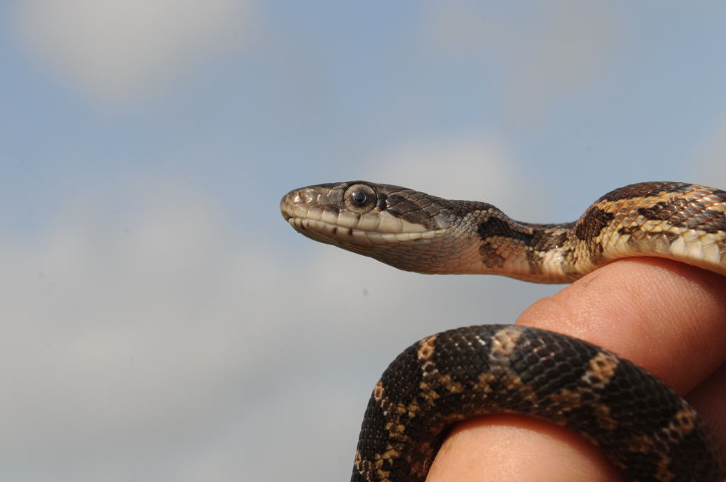 Texas rat snake (Elaphe obsoleta lindheimeri), Williamson County Texas - co