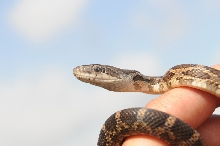 Texas rat snake (Elaphe obsoleta lindheimeri), Williamson County Texas - co