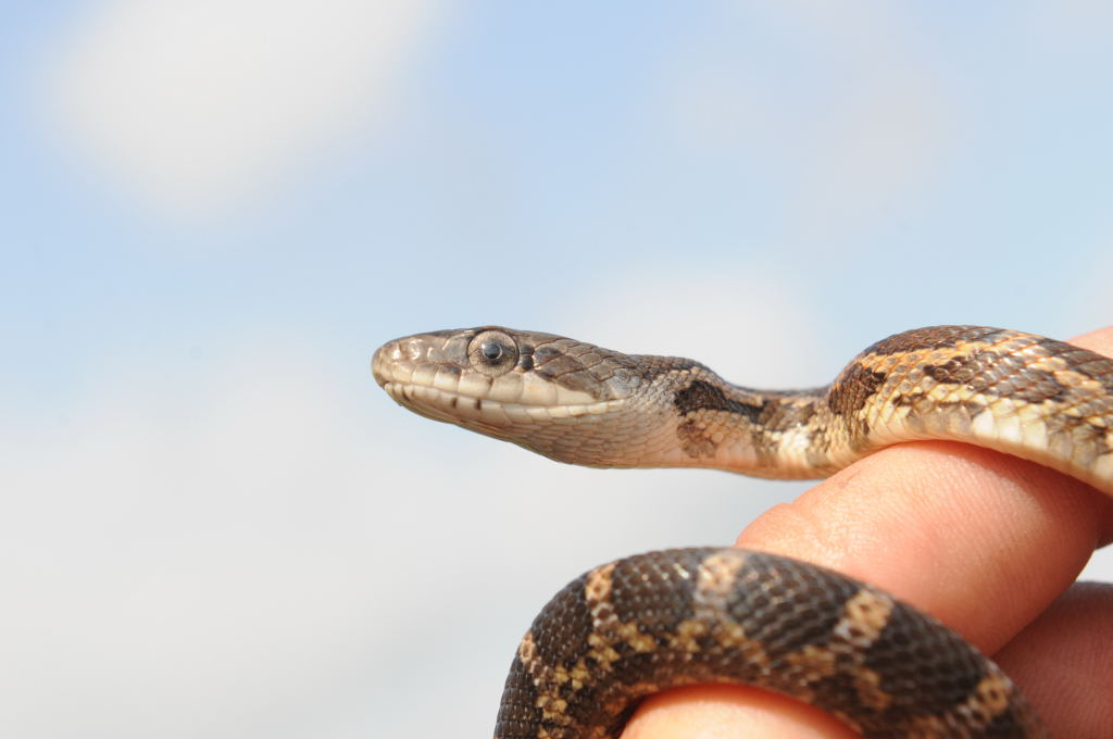 Texas rat snake (Elaphe obsoleta lindheimeri), Williamson County Texas - co