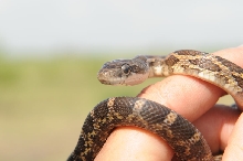 Texas rat snake (Elaphe obsoleta lindheimeri), Williamson County Texas - co