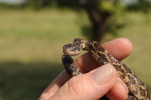 Texas rat snake (Elaphe obsoleta lindheimeri), Williamson County Texas - co