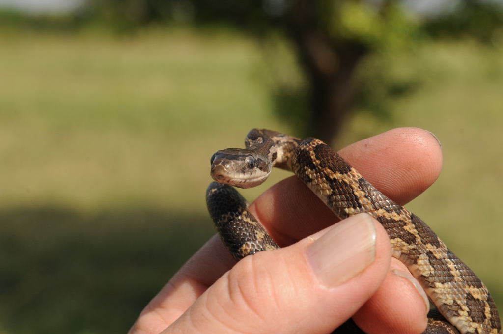 Texas rat snake (Elaphe obsoleta lindheimeri), Williamson County Texas - co