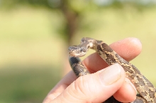 Texas rat snake (Elaphe obsoleta lindheimeri), Williamson County Texas - co