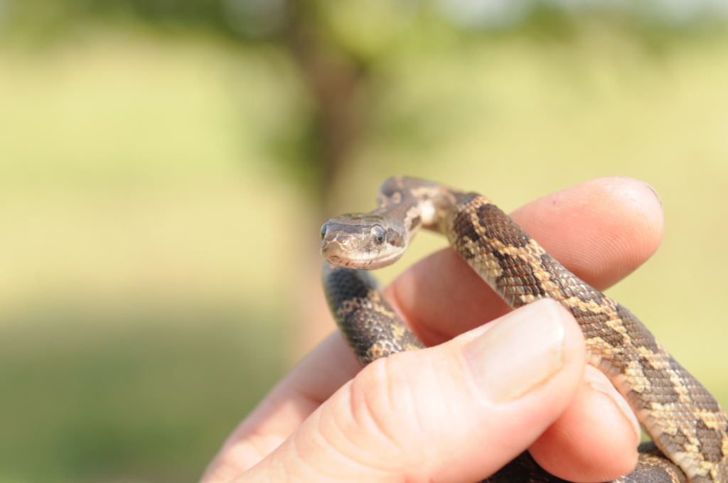 Texas rat snake (Elaphe obsoleta lindheimeri), Williamson County Texas - co