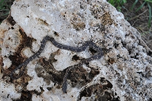 Texas rat snake (Elaphe obsoleta lindheimeri), Williamson County Texas - co