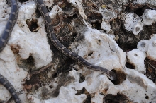 Texas rat snake (Elaphe obsoleta lindheimeri), Williamson County Texas - co