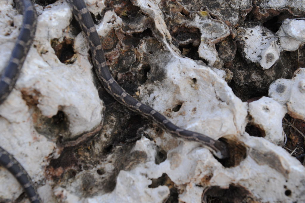 Texas rat snake (Elaphe obsoleta lindheimeri), Williamson County Texas - co